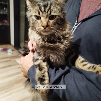 Foto 2/2 Gato encontrado Encontrado en Mondonville