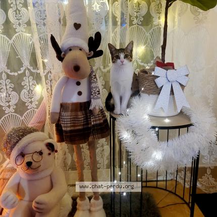 Foto 1/1 Borisova Zumbul Chat perdido en Rouen