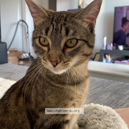 Foto 1/1 Bébé Chat perdido en Plaisir
