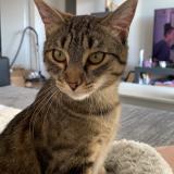 Foto del gato perdido en Plaisir