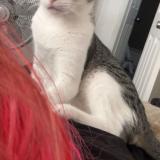 Foto del gato perdido en Tampa