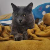 Foto del gato perdido en Liege