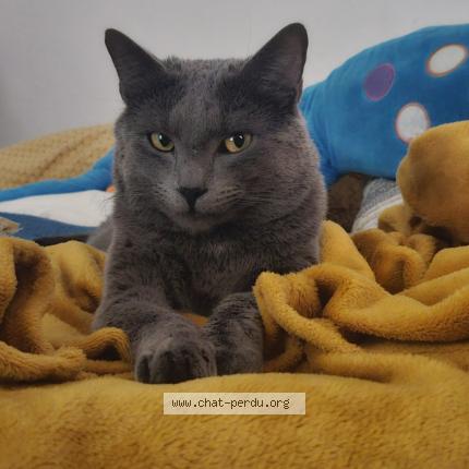 Foto 1/1 Doudi Chat perdido en Liege