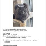 Foto del gato perdido en Sherbrooke