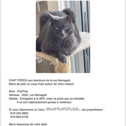 Foto 1/1 Pad Thai Chat perdido en Sherbrooke