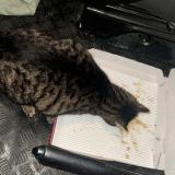 Foto de gato encontrado en Lucens