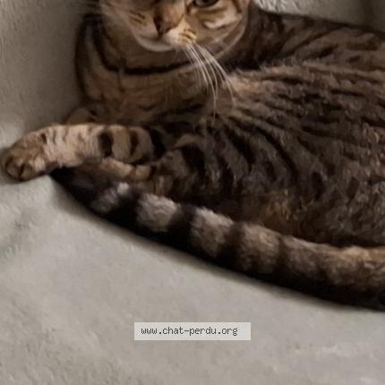 Foto 1/1 Heylina Chat perdido en Saint medard de guizieres