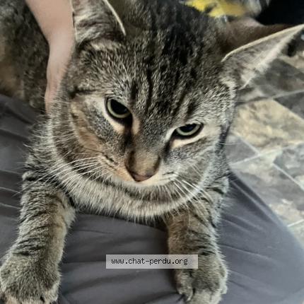 Foto 1/1 Pickles Chat perdido en St isidore