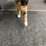 Foto de gato encontrado en Columbus