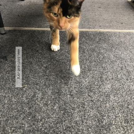 Foto 1/1 Gato encontrado Encontrado en Columbus