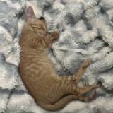 Foto del gato perdido en Arlington