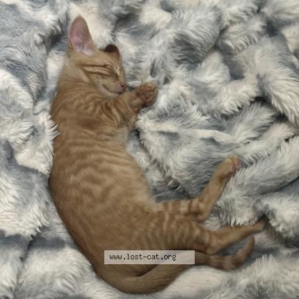 Foto 1/3 Simba Chat perdido en Arlington