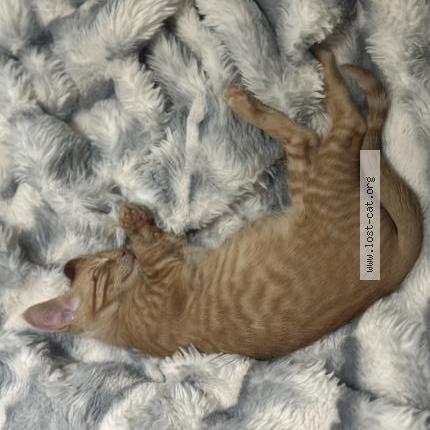 Foto 3/3 Simba Chat perdido en Arlington