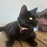 Foto del gato perdido en Leon