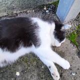 Foto de gato encontrado en Brou