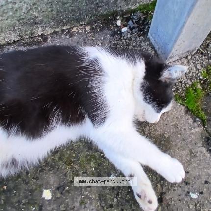 Foto 1/2 Gato encontrado Encontrado en Brou