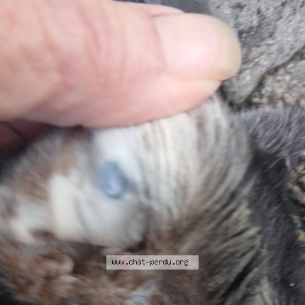 Foto 2/2 Gato encontrado Encontrado en Brou