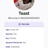 Foto del gato perdido en Shreveport