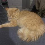 Foto del gato perdido en Martigues