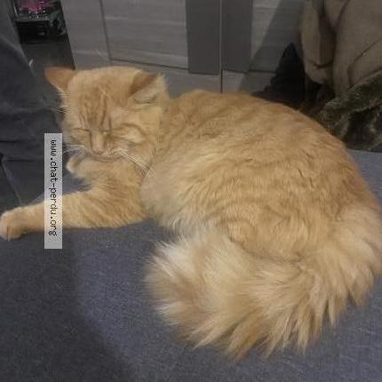 Foto 1/2 Rouky Chat perdido en Martigues