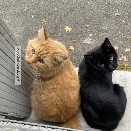 Foto 2/2 Rouky Chat perdido en Martigues