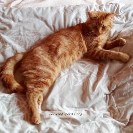 Foto 1/1 Aki Chat perdido en Noeux les mines