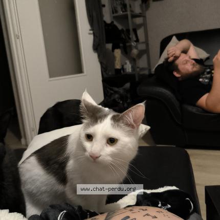 Foto 1/1 Sa&iuml; Chat perdido en Aiguebelle