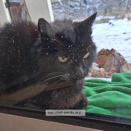 Foto 1/1 Gato encontrado Encontrado en Groisy