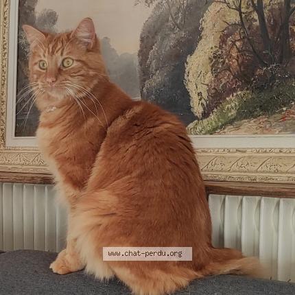 Foto 1/1 Thyam Chat perdido en 45700 pannes