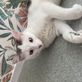 Foto del gato perdido en Le Haillan