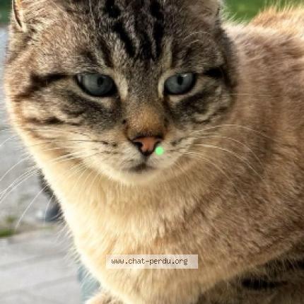 Foto 1/1 Guizmo Chat perdido en Chevremont