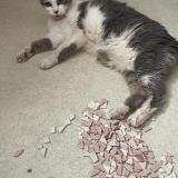 Foto del gato perdido en Villebrumier