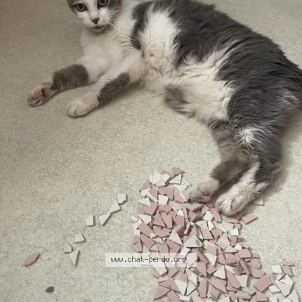 Foto 1/1 Chipie Chat perdido en Villebrumier