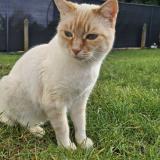 Foto del gato perdido en Isle