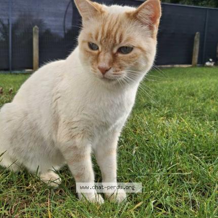 Foto 1/1 Thomas Chat perdido en Isle