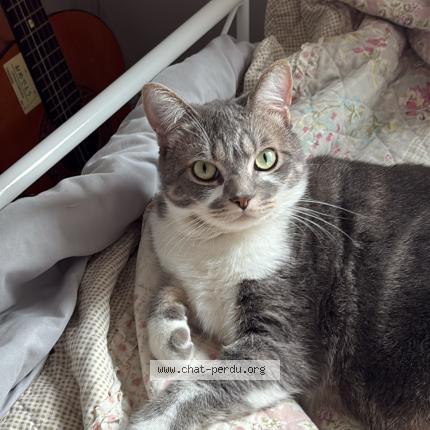 Foto 1/1 Uriel Chat perdido en Laval