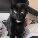 Foto del gato perdido en Beaune