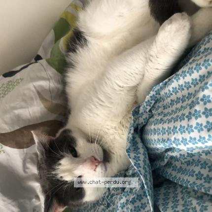 Foto 1/1 Arrow Chat perdido en Rivery