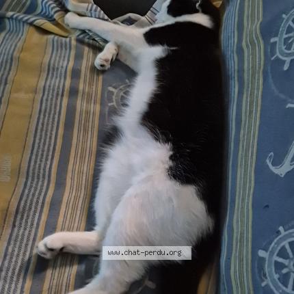 Foto 1/1 CID Chat perdido en Pierre buffiere