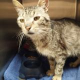 Foto de gato encontrado en La Jarrie