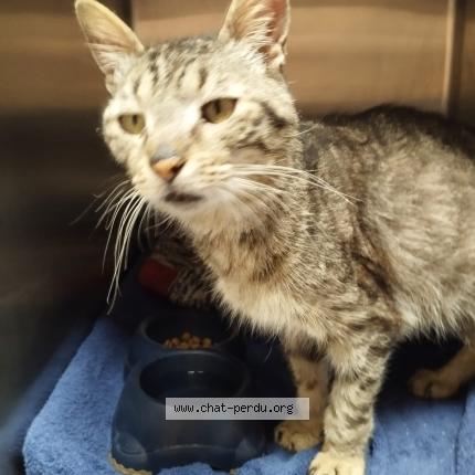 Foto 2/2 Gato encontrado Encontrado en La jarrie