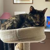 Foto del gato perdido en Pont Salomon