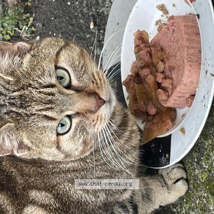 Foto 1/1 Gato encontrado Encontrado en Henin beaumont