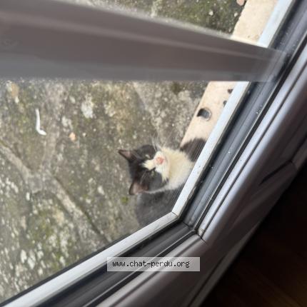 Foto 1/1 Gato encontrado Encontrado en Sempigny