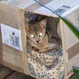 Foto de gato encontrado en Pantin