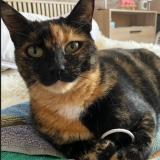 Foto del gato perdido en Guecelard