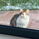 Foto de gato encontrado en Ascq