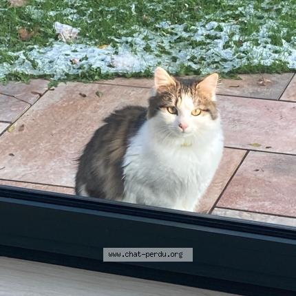 Foto 1/1 Gato encontrado Encontrado en Ascq