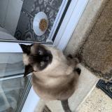 Foto de gato encontrado en La Tessoualle