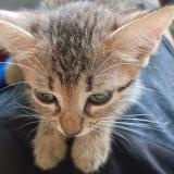 Foto del gato perdido en Maracaibo